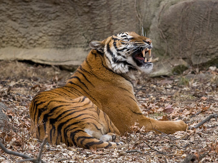Tiger at Bronx Zoo tests positive for COVID-19