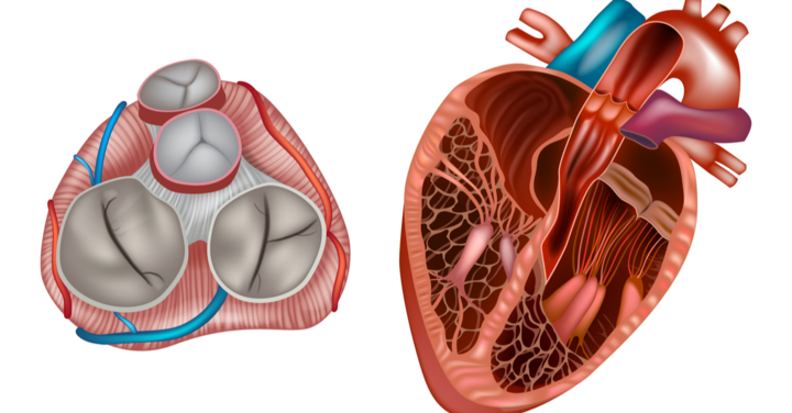 Modern heart valve diagnostics & therapy - VIDEO