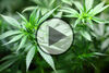 Cannabis in der Wahlarztpraxis - Video