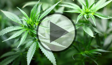 Cannabis in der Wahlarztpraxis - Video