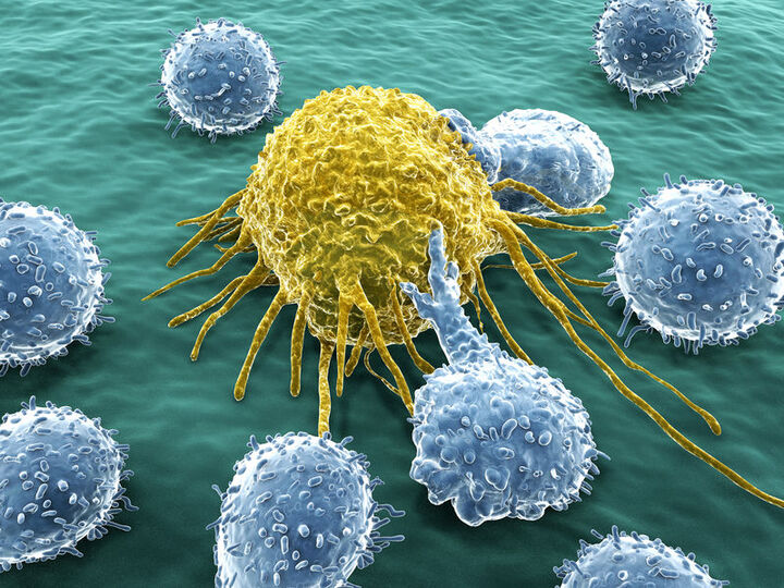 Neue Therapie-Option beim B-Zell-Lymphom verdoppelt Lebensdauer im Vergleich zu Chemotherapie