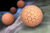 Studie bestätigt: HPV Virus beeinträchtigt die männliche Fruchtbarkeit