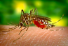 Западнонилска треска (West Nile fever)
