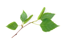 Pollensaison startet mit intensiver Birkenblüte