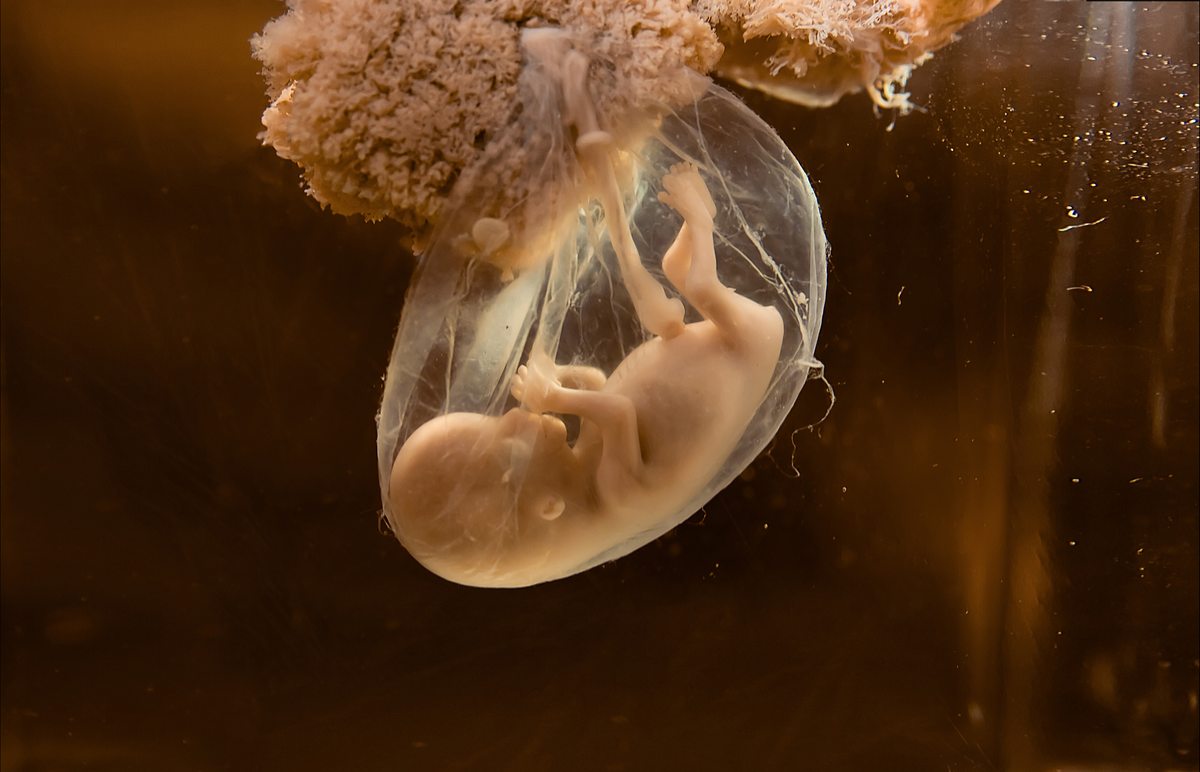 Embryo im Bauch