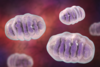 Mitochondrien: Wenn Freunde zu Feinden werden
