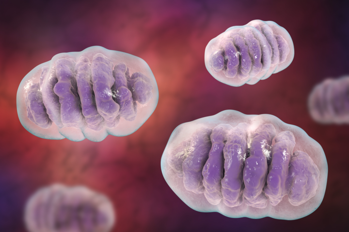 Mitochondrien: Wenn Freunde zu Feinden werden