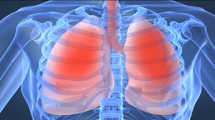Wie die Lunge zu ihren Immunzellen kommt
