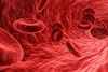 Menschliche Blutgefäße aus Stammzellen erstmals entwickelt