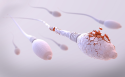 Spermienqualität und TCM - Video