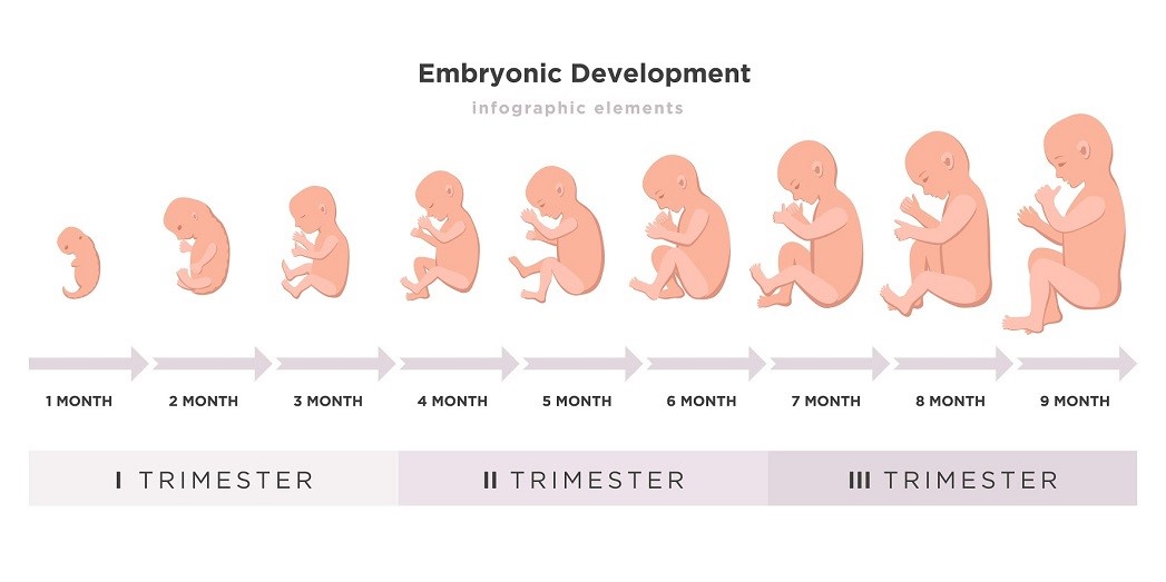 embryo development