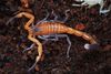 Cuba's scorpion pain remedy