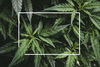 Online-Programm zur Cannabis-Konsumreduktion