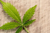 Cannabis sativa zur Arzneipflanze 2018 gekürt