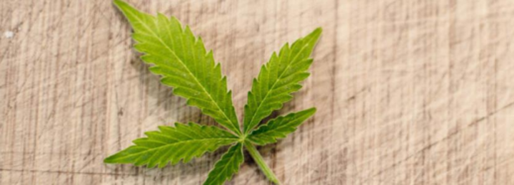 Cannabis sativa zur Arzneipflanze 2018 gekürt