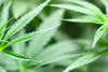 Deutsche Experten sehen Cannabis als Allheilmittel in der Schmerztherapie kritisch