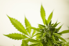 Studie zeigt negative Resultate von Cannabis als Medizin