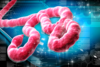 Ebola: Internationales Netzwerk entwirft Public-Health-Modelle für besseres Verständnis von Epidemien