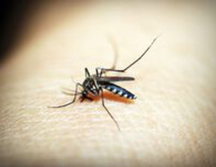 Neue Therapie gegen Leberparasiten bei „Vivax Malaria“