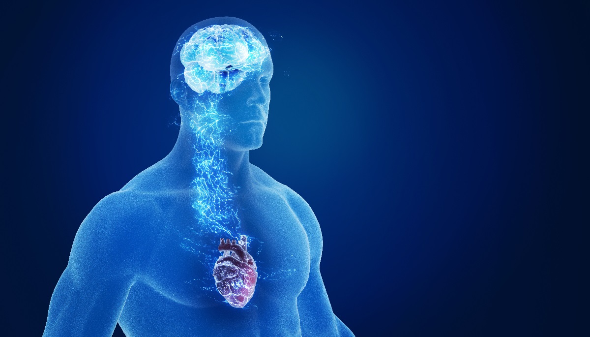 human body anatomy heart brain