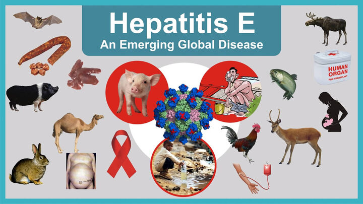 First Serological Study of Hepatitis E Virus Infection in Pigs in Bulgaria