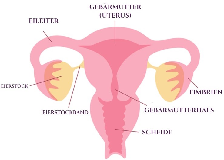 Anatomie der Gebärmutter