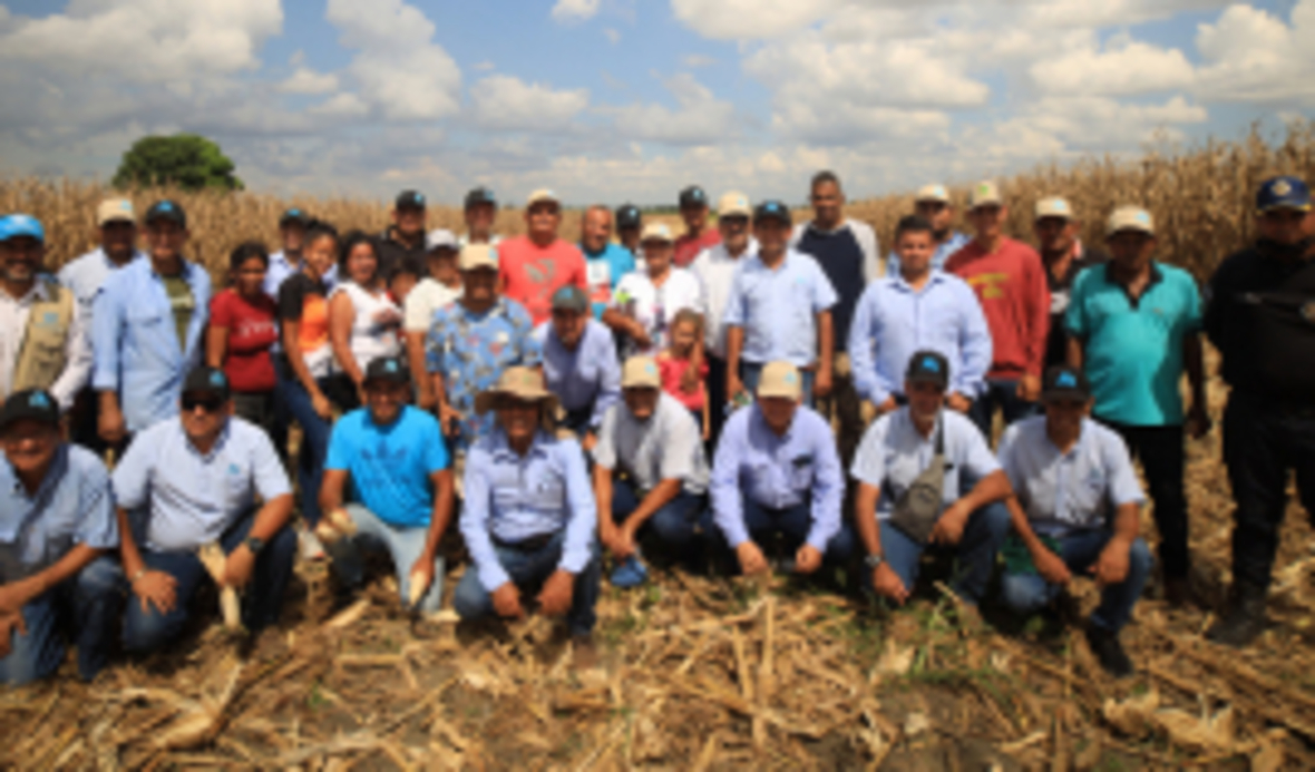 Proyecto de la ONUDI logra aumento de rendimientos en cosecha de maíz en Venezuela con aplicación de tecnologías digitales y protocolos agronómicos innovadores