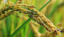 ONUDI implementa proyecto piloto que busca contribuir al procesamiento de semillas de arroz de alta calidad mejorando la clasificación de las semillas en Venezuela