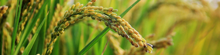 ONUDI implementa proyecto piloto que busca contribuir al procesamiento de semillas de arroz de alta calidad mejorando la clasificación de las semillas en Venezuela