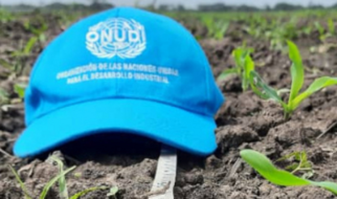 ONUDI ejecuta proyecto piloto donde se aplicarán tecnologías digitales y protocolos agronómicos innovadores para aumentar el rendimiento de la cosecha de maíz en el estado Portuguesa