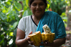 Proyecto “Mejoramiento de las capacidades productivas y organizativas de los productores y productoras de cacao en el Triángulo Minero” - PROCACAO Fase II