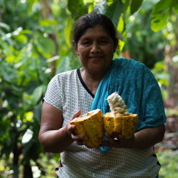 Proyecto “Mejoramiento de las capacidades productivas y organizativas de los productores y productoras de cacao en el Triángulo Minero” - PROCACAO Fase II